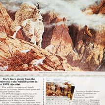1977 Remington Wildlife Calendar Advertisement Hunting Mountain Goat DWQQ4 - $19.99