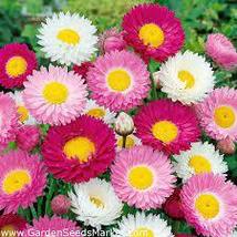 Mixed Paper Daisy Helipterum Roseum Plant 20 Seeds, Lovely Garden Flowers - £6.71 GBP