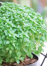 Basil Herb Seeds Dwarf Greek 300 Seeds USA Fast Shipping - $16.08