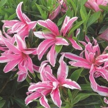 Double Lily Flower Plants, 100 Seeds D - $14.35
