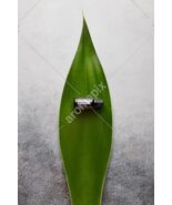 doTERRA Purify Essential Oil Blend 15 mL Essential Oil  NEW &amp; SEAED Exp.... - $29.00