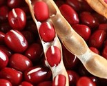 Asian Red Bean Seeds | NON GMO Adzuki Beans Vegetable - $2.99+