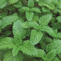FMG Lemon Balm Seeds 1000 Seeds Heirloom Non-Gmo 1151 Fast Grow - $215.11 MXN