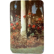 Vintage Postcard, Poinsettias and Azaleas, Tropical Sunken Gardens, Florida - £7.82 GBP