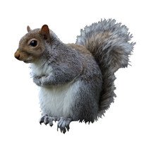 Eastern Gray Squirrel Wall Decal - 9.5&quot; tall x 10&quot; wide - Peel and Stick - £4.67 GBP