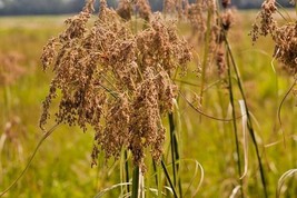 Bloomys 1000 Seeds Wool Grass Seeds Native Wildflower Marsh Wetlands Woo... - $10.38