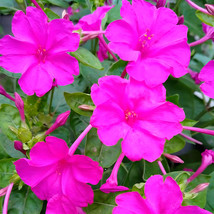 50 Seeds Rose Pink Four O Clock Flower Mirabilis Jalapa Beautiful - $9.11