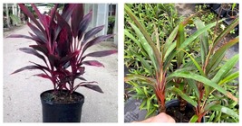live plant 7 to 10”Tall Tropical Cordyline Red Sister ~3 Rooted Plants P... - $41.99