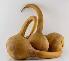 KKG Dipper Gourd Seeds 5 Long Handle Bottle Heirloom Non Gmo Planting Seeds - $261.85 MXN