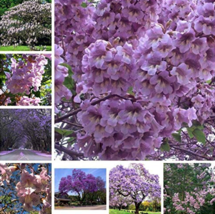 USA SELLER 1000 Pcs/Bag Bonsai Paulownia Outdoor Royal Empress Flore Tree Plants - £12.18 GBP