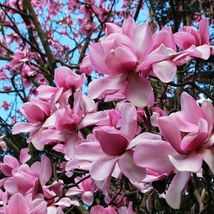 Magnolia campbellii Tulip Campbells &amp; Himalayan Magnolia Tree 5_Seeds_Te... - £12.81 GBP