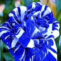 (Wholesales) 500g Seeds / Pack, Blue Stripe Rose Rare Rose Rose Bush Blue White - £34.35 GBP