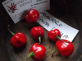 Habanero Santa Lucia chili - 5+ seeds - Ch 223 - £1.59 GBP