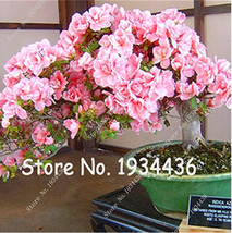 100  pcs/Bag Bonsai Mountain Azalea - Rhododendron Simsii Satsuki Mixed Color Fl - £4.45 GBP