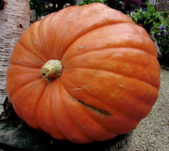 Big Max Treated Pumpkin 30 Seeds . Gardening. Vegetable Planting. - £15.17 GBP
