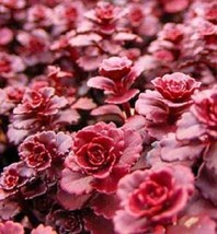 50 Seeds Red Dragons Blood Sedum Stonecrop Sedum Spurium Flower  - $9.68