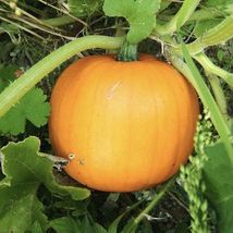 Pumpkin (Cucurbita maxima) Live Fruit Plant - £46.98 GBP