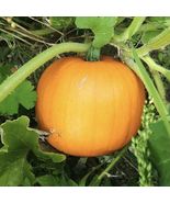 Pumpkin (Cucurbita maxima) Live Fruit Plant - £47.81 GBP