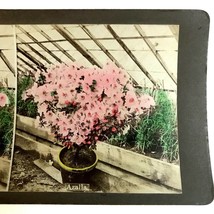 Hand Colored Azalea Bush Flowers Blos Plant In Full Bloom Stereoview Photo - £6.93 GBP
