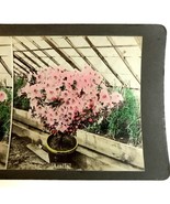 Hand Colored Azalea Bush Flowers Blos Plant In Full Bloom Stereoview Photo - £6.96 GBP