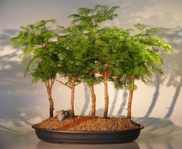 Redwood Bonsai Tree - 5 (Five) Tree Forest Group   (metasequoia glyptostroboides - £179.85 GBP