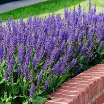 10 Wholesale Perennial Salvia &#39;May Night&#39; Sage-Meadow Plants Flowers Vin... - £54.25 GBP