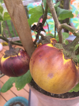 7 South African druken eggplant tree seed-1334 - £3.14 GBP