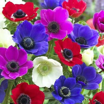 SGH Blue &amp; Mix Poppy Flower Seeds - Himalayan Tibetan Poppy Wild Poppy Flower Se - $36.72