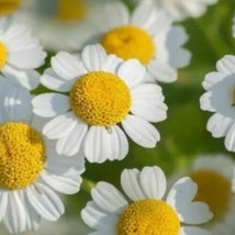 Feverfew 500 Seed Medicinal Herb Garden Migraine Arthritic Aid Bitter Tonic - £4.71 GBP