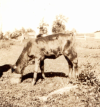 Cow Bull Steer Antique Photograph Vintage Old Photo Snapshot Farm - £10.14 GBP