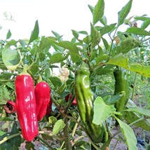 Hernandez Hot Chile - $4.95