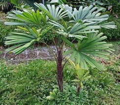 Windmill Palm Tree Seedlings / Plant, 32&quot; - 38&quot; Inches Tall, 1 (One) 5 Year Old - £87.58 GBP