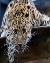 Leopard creeping Art Print great wall hanging &quot;8x10&quot;decorations picture Dining - £7.90 GBP