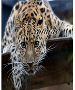 Leopard creeping Art Print great wall hanging &quot;8x10&quot;decorations picture ... - $9.89