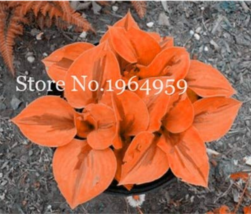 New Fresh 100 Pcs/Bag Beautiful Hosta Bonsai Plants Perennials Lily Flow... - $4.45