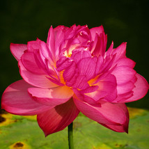 1 Professional Pack 40 Seeds / Pack  Nelumbo Nucifera Lotus &#39;&#39;Hong Yan&#39;&#39;... - $27.98