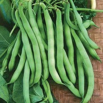 Provider Bean Seeds 50 Ct Bush Green Vegetable Garden Heirloom  - $7.99