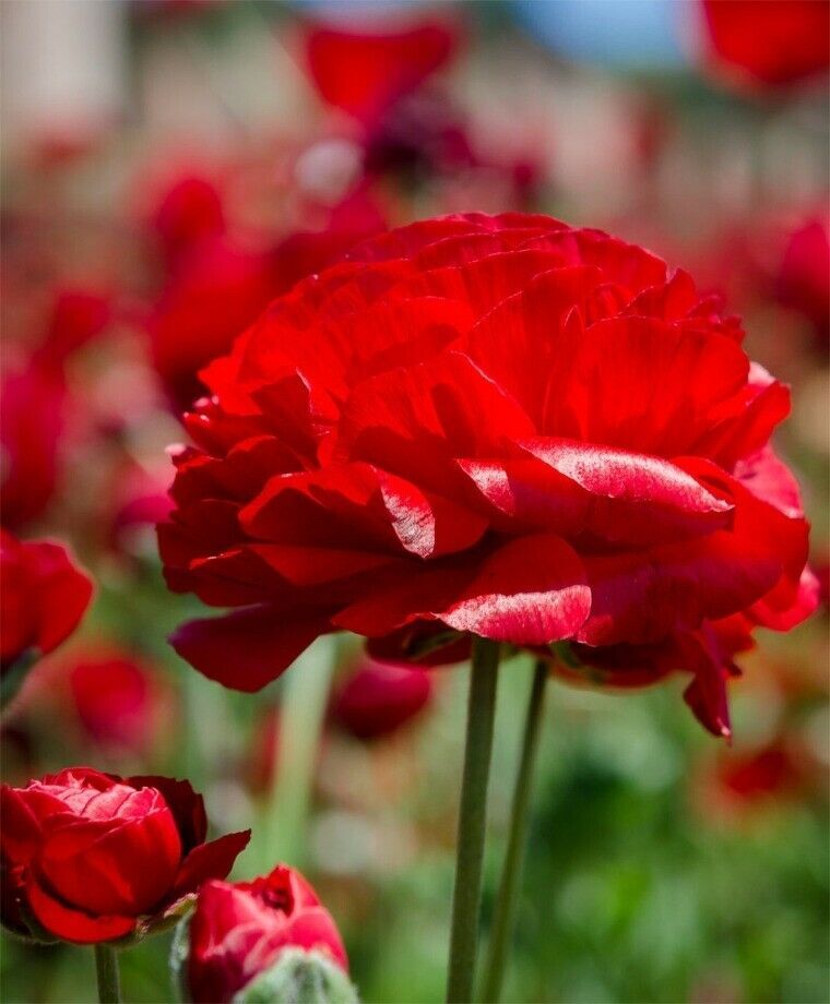 10 RANUNCULUS RED SHADES BULBS - $13.25