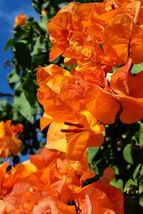 PATB Well Rooted BENGAL ORANGE VARIEGATED Bougainvillea Starter/plug Plant - £24.90 GBP