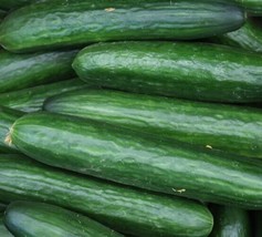 SEPT 30 Ct Straight 8 Cucumber Seeds - £4.39 GBP