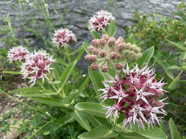 1oz Butterfly Milkweed Seeds Showy Pink Asclepias speciosa (Appx 5,400 Seeds) - £33.56 GBP