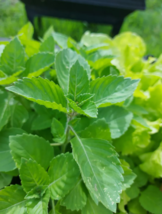 VN 250 Seeds Green Leaf Holy Basil Seeds, Nongmo Garden Seeds - $7.99