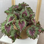 Begonia ‘Joy’s Jubilee’ house plant- garden- flowers 15+ Seeds - $9.65 CAD