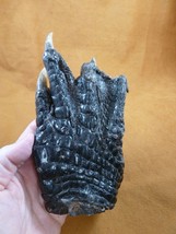 (g630-46) 7&quot; Jumbo Gator Foot Paw Alligator Taxidermy Feet Claw Love Fl Gators - £59.96 GBP