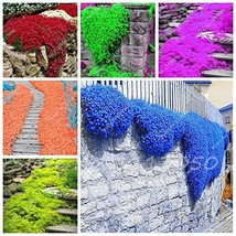 Rainbow Creeping Thyme Plants Blue Rock Cress Plants Perennial Ground Cover Flow - $10.14