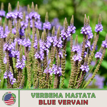 USA SELLER 500 Blue Vervain Seeds Verbena Hastata Bee &amp; Butterfly Attrac... - $10.98