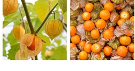 Tomatillo 400+ Seeds CapeGooseberry Chinese Lantern Fruit Golden Ground Berry - £22.34 GBP