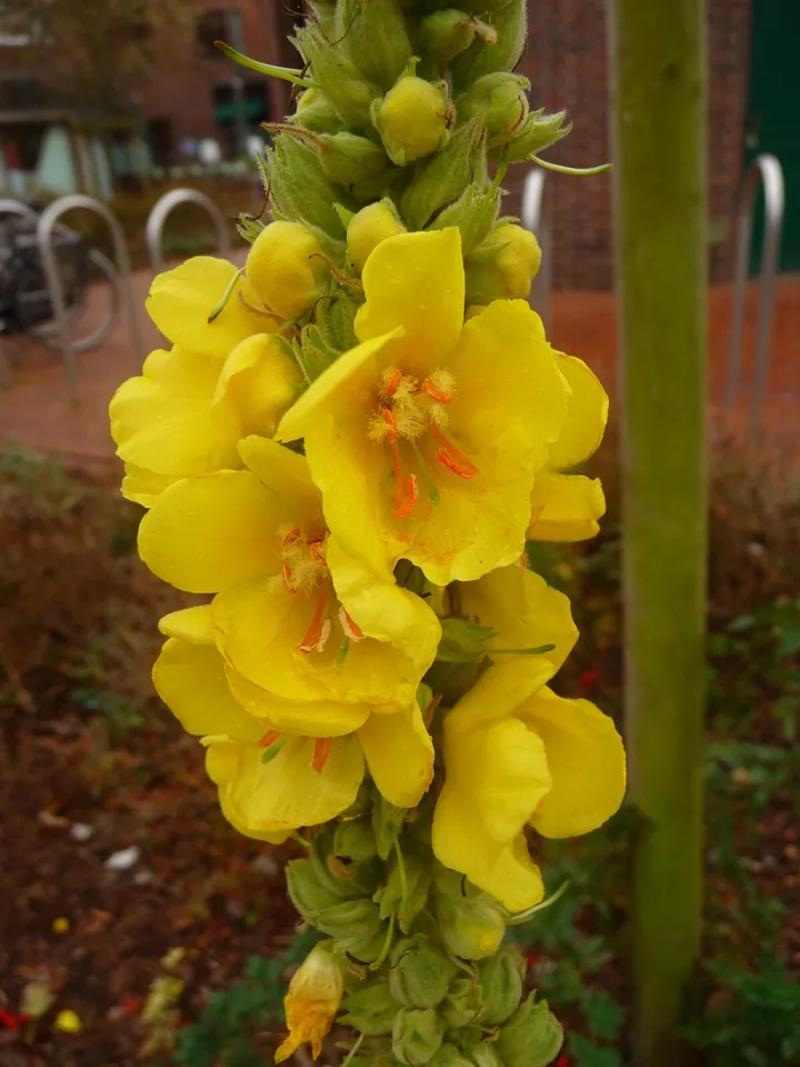 10 000 mullein seeds verbascum thapsus thumb200