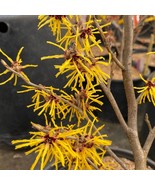 Hamamelis X Intermedia Ostergold Witch Hazel Live Plant 12 Inch Tall Shi... - $1,664.21 MXN