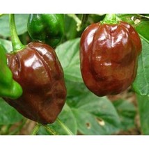 Pepper Hot Chocolate Habanero Great Heirloom Vegetable 35 Seeds Fresh Gardening  - $11.58